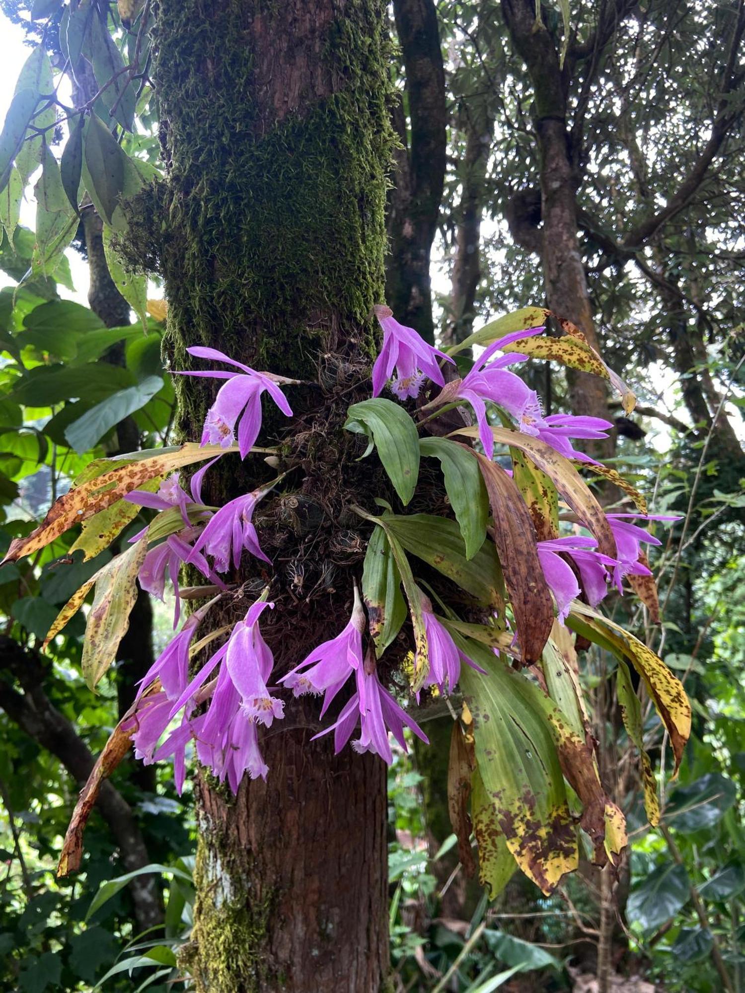 Magnolia Farmhouse And Homestay Darjeeling  Esterno foto